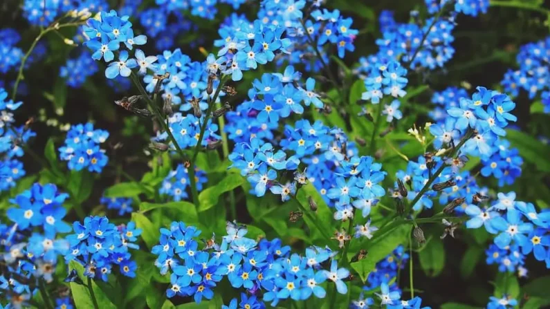 fiori blu utilizzati come sfondo